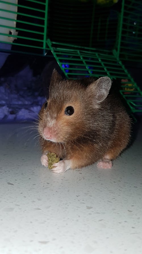 Kostenloses Stock Foto zu brauner hamster, hampster, haustier