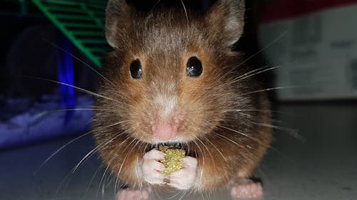 Kostenloses Stock Foto zu brauner hamster, hampster, haustier