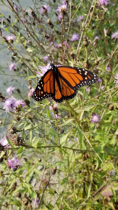 Gratis lagerfoto af blomst, Monarksommerfugl, sommerfugl