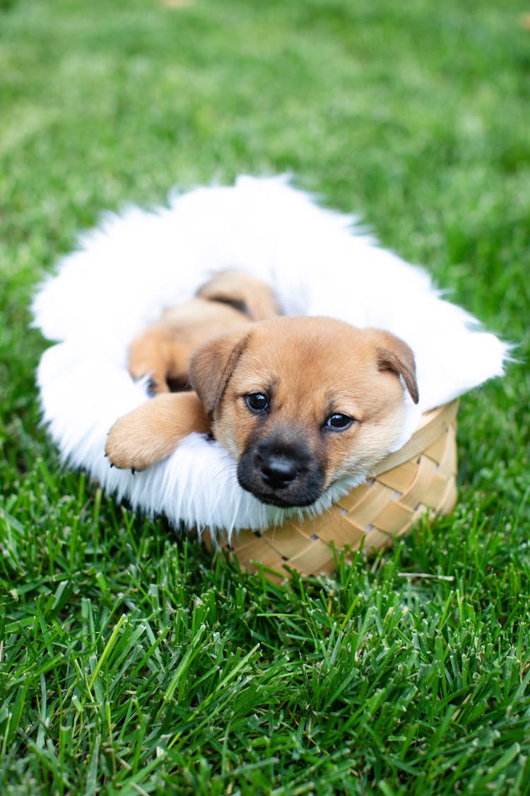 Photo Of A Puppy In A Basket