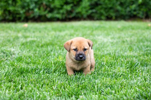 A Puppy Standing in The Grass