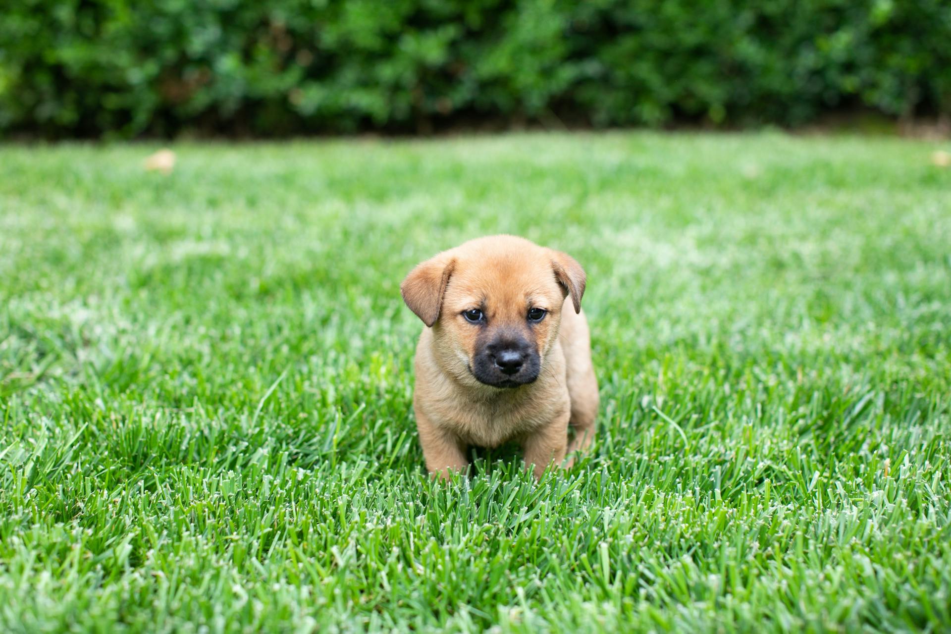 A Puppy Standing in The Grass