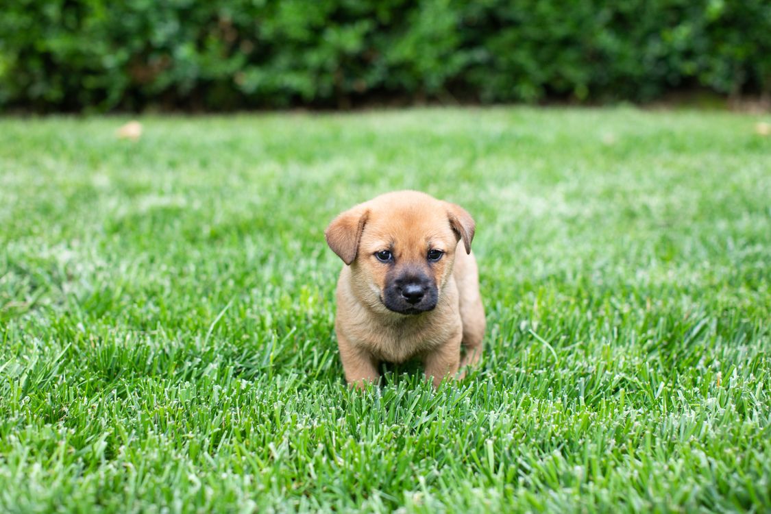 A Puppy Standing in The Grass · Free Stock Photo