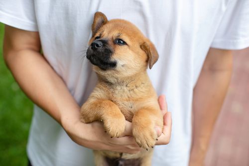 Free Cute puppy being held gently by a person, showcasing tenderness and companionship. Stock Photo