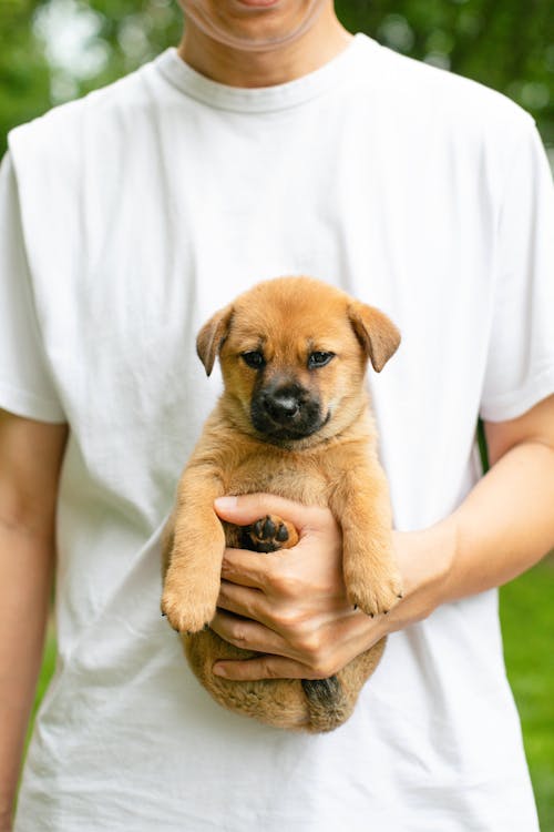 A Person Holding a Cute Brown Puppy