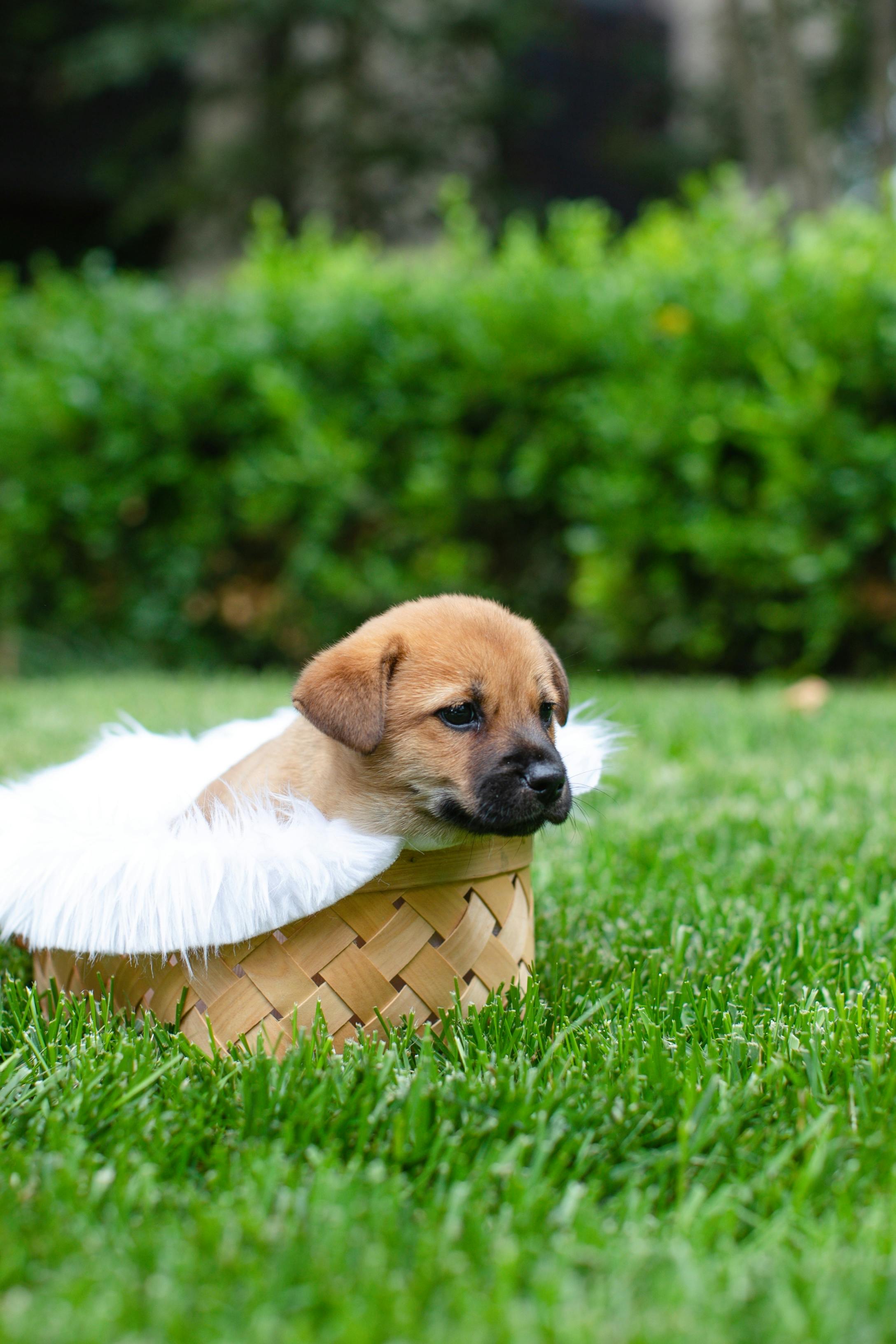 a brown puppy in a basket