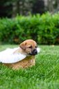 A Brown Puppy in a Basket