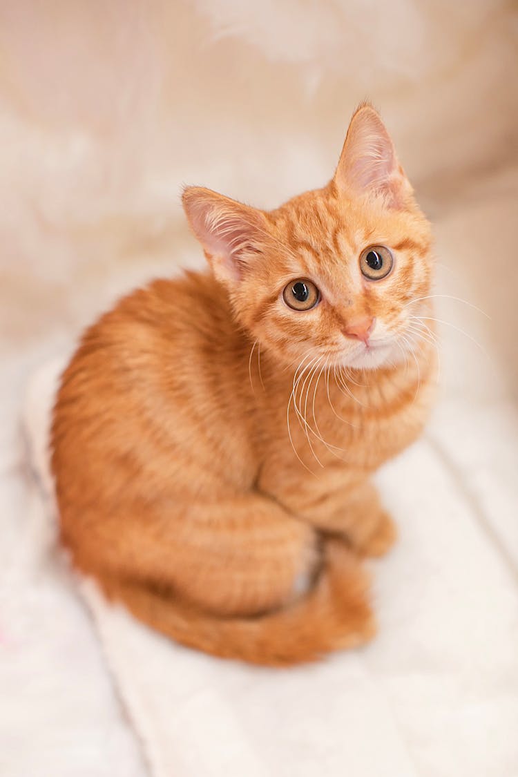 An Orange Tabby Kitten