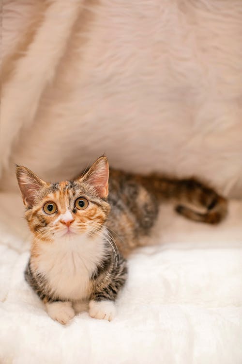 A Kitten Resting on Fur Textile