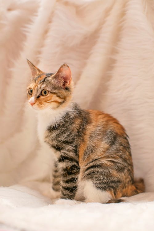 Brown and White Cat 