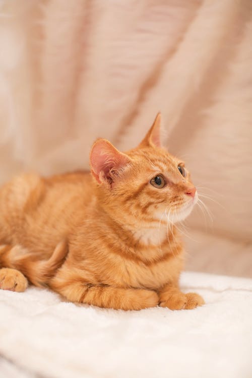 Free An Orange Tabby Cat on White Textile Stock Photo