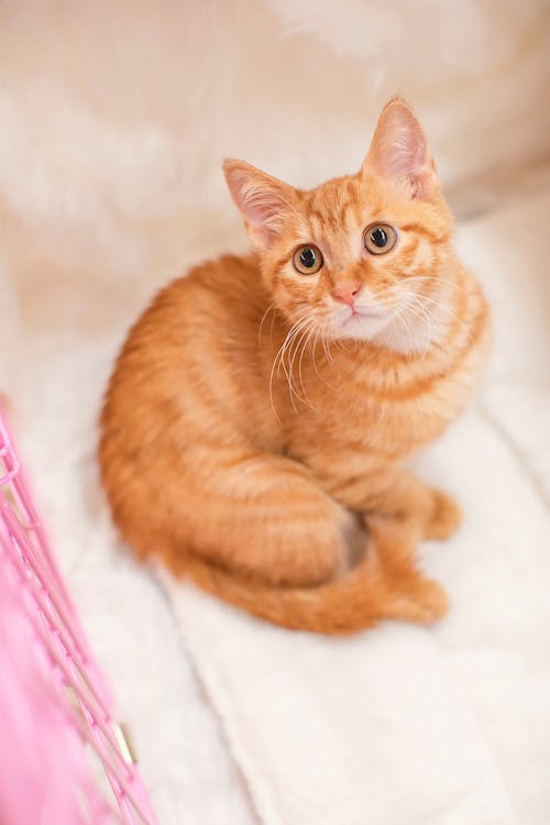 Orange Cat Looking Up