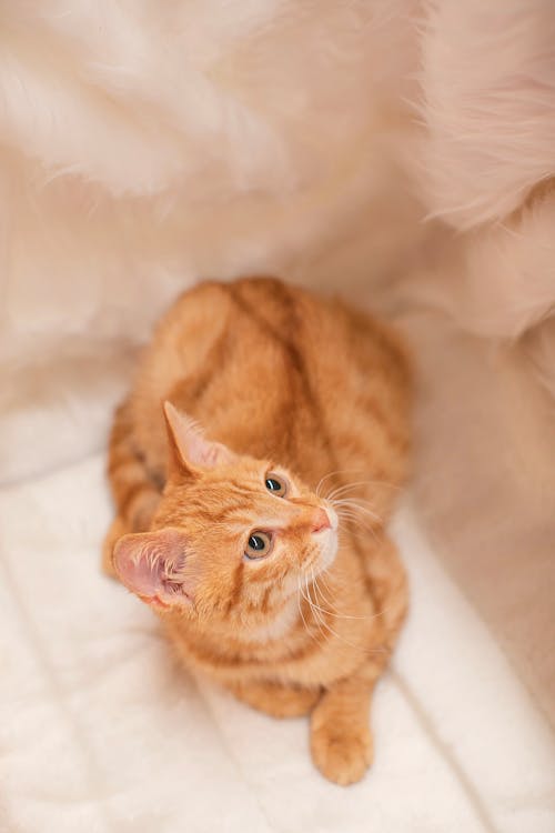 An Orange Kitten Looking Up