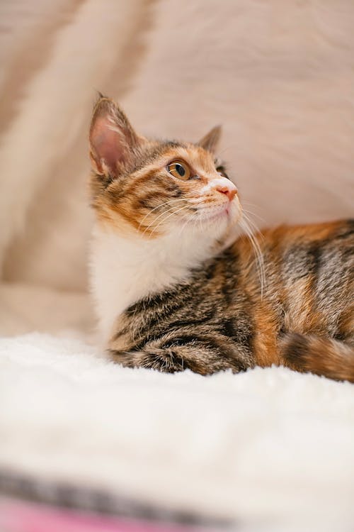 A Low Angle Shot of a Cat with Whiskers on It's Face