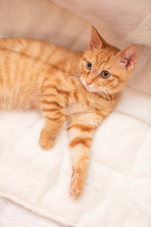 A Red Tabby Cat Resting