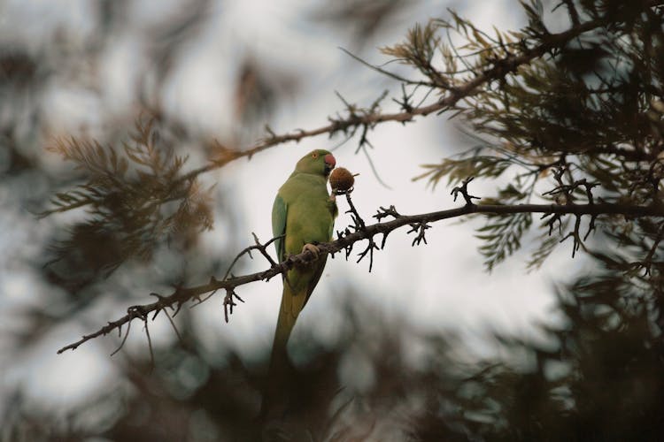 Green Parakeet Bird On Tree Branch