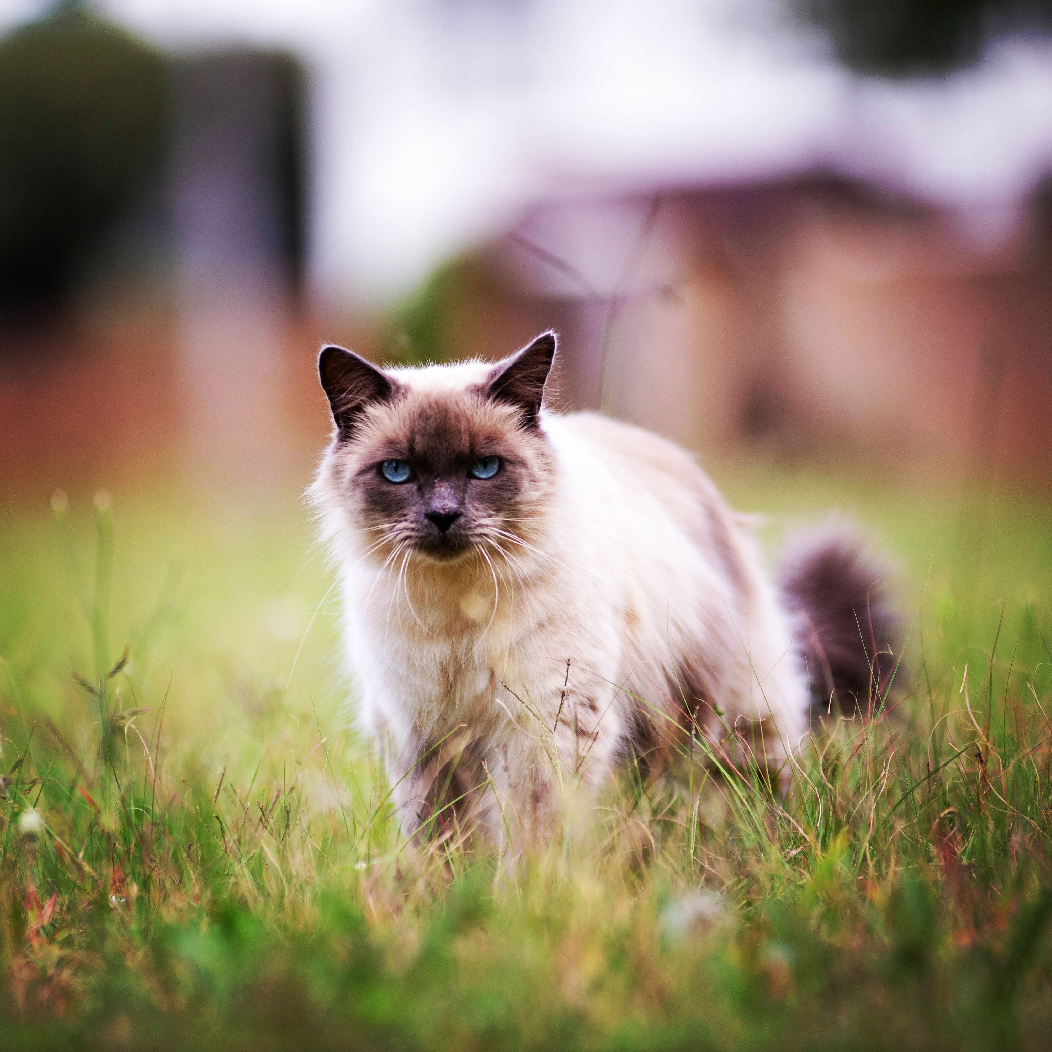 Gato Gato Sagrado de Birmania