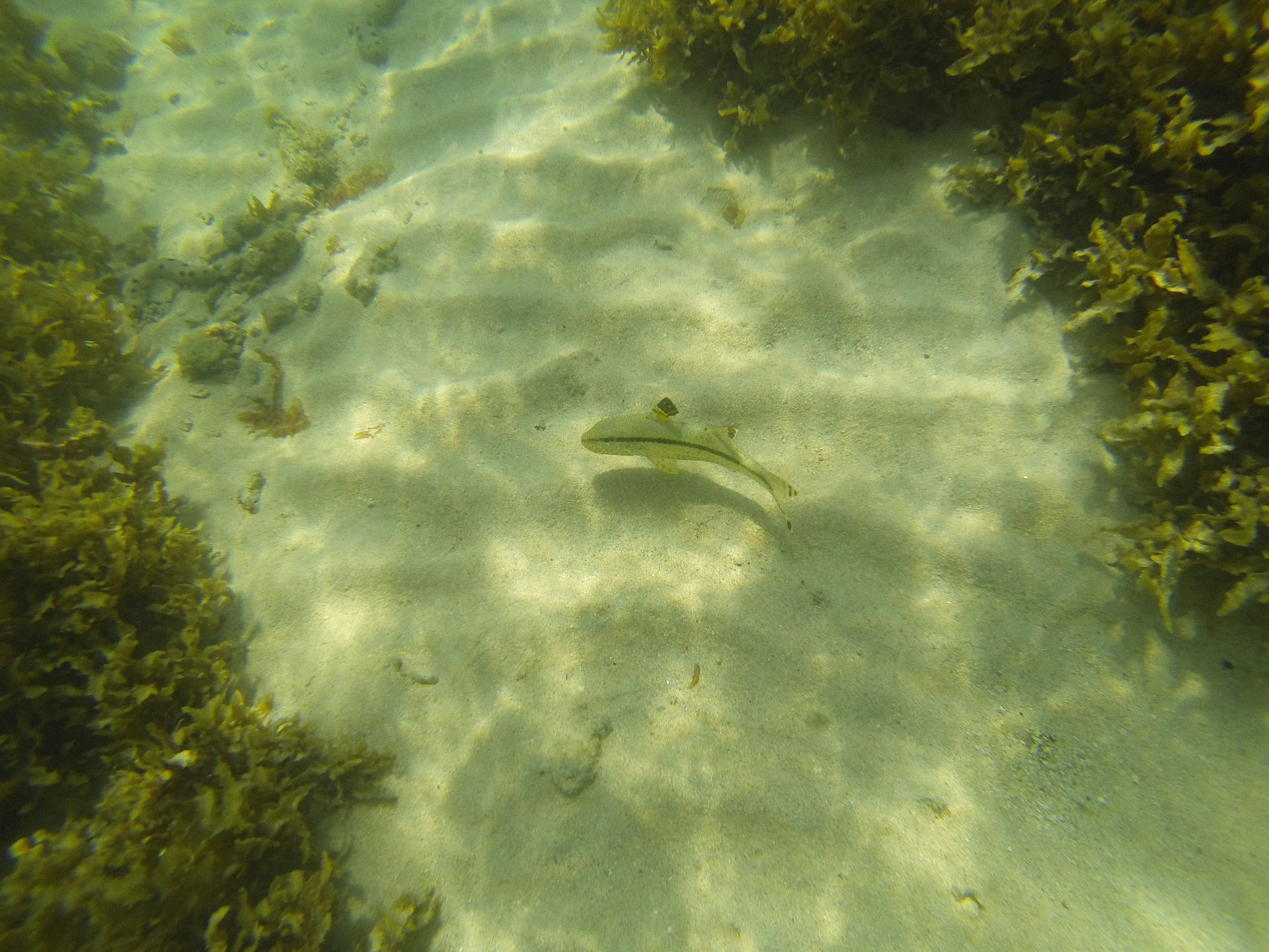 Sunlit underwater scene with a solitary fish swimming near seaweed in clear shallow water.