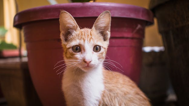Close-up of a cute kitten with big eyes and alert ears, sitting indoors.
