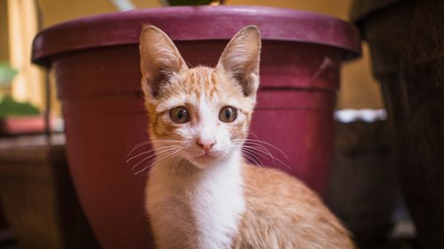Free Close-up of a cute kitten with big eyes and alert ears, sitting indoors. Stock Photo