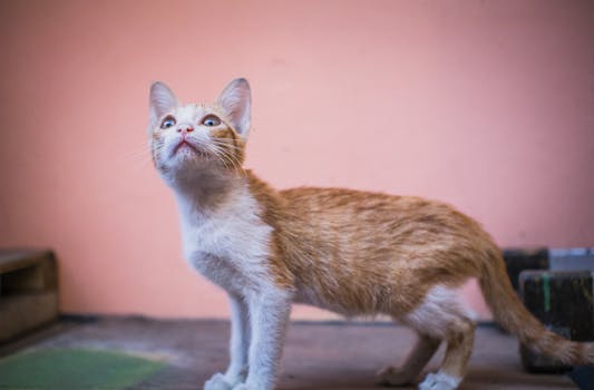 A curious ginger tabby cat glancing upwards indoors with a soft background.