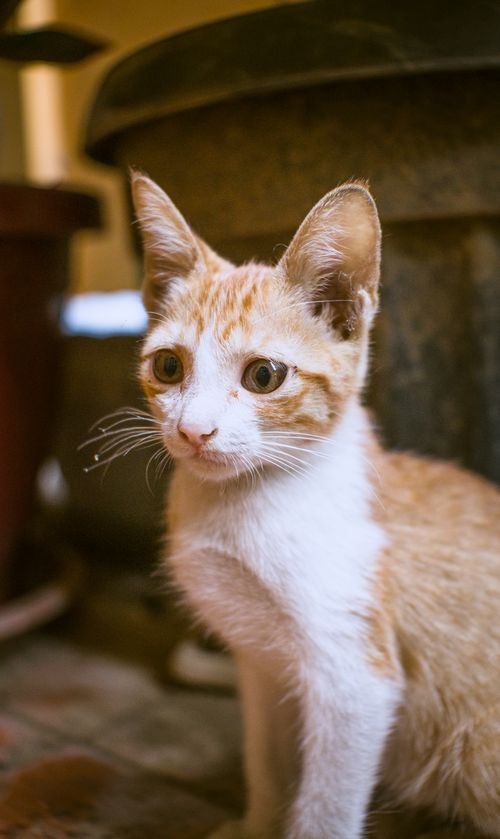Free Charming portrait of a young orange and white tabby kitten sitting indoors. Stock Photo