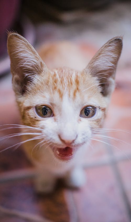 Free Orange Tabby Cat in Close Up Photography Stock Photo