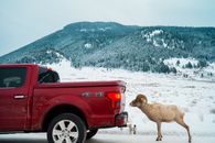 Sheep Licking Salt off Truck