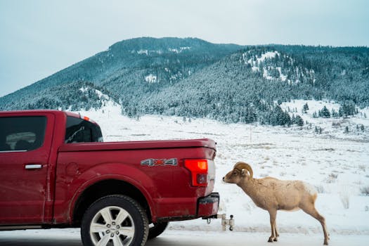 Bighorn sheep encounters red truck on a snowy mountain road in Wyoming.