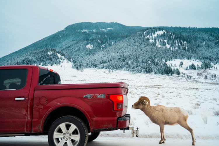 A Ram Behind A Red Pickup Truck