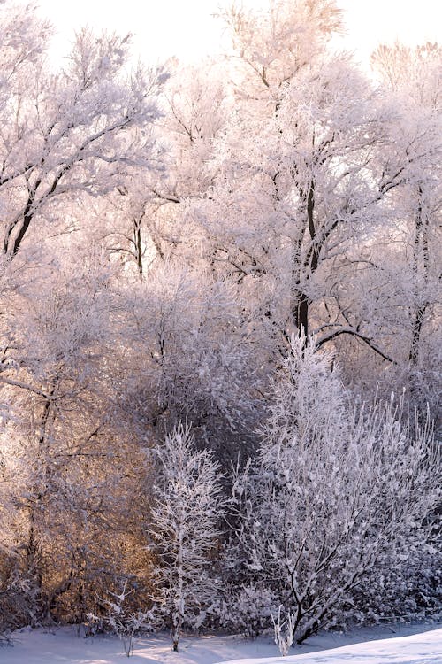Trees Covered With Snow