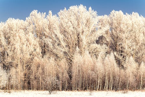 Hoarfrost on Trees During Winter