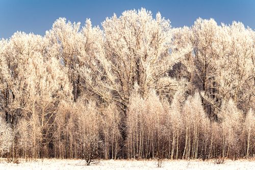 Free A scenic winter landscape of snow-covered trees in a frosty forest under a clear blue sky. Stock Photo