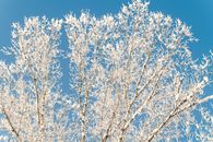 Hoarfrost on Tree Branches During Winter