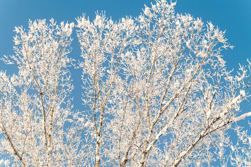 Free Capture of frosty birch trees covered in hoarfrost under a clear blue winter sky. Stock Photo