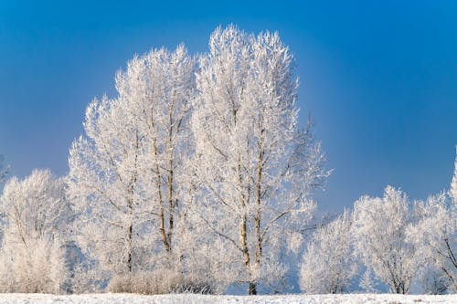 Kostenloses Stock Foto zu aufnahme von unten, blauer himmel, eisig