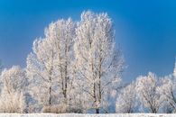 Frost Branches of Birch Trees During Winter