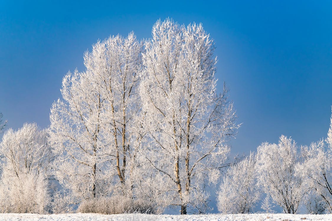 Frost Branches of Birch Trees During Winter