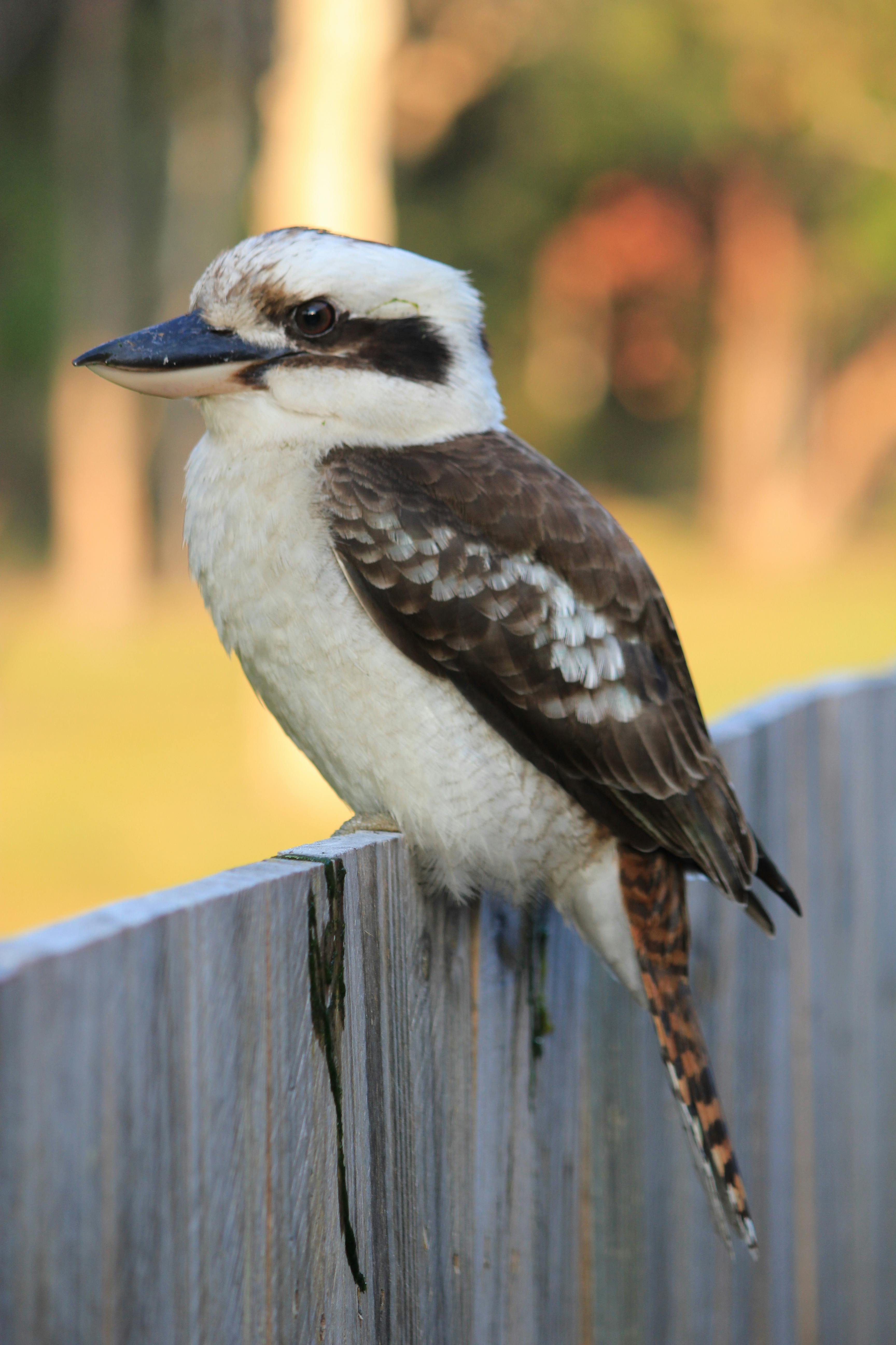 Kookaburra Mum & 3 Chicks | Chicks, Bird, Birds