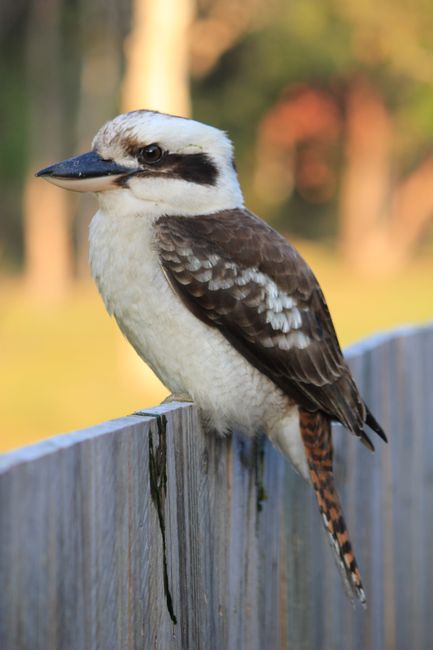 Fotomural Kookaburra riendo posado en una cerca de madera con fondo borroso, capturado al aire libre con luz natural.