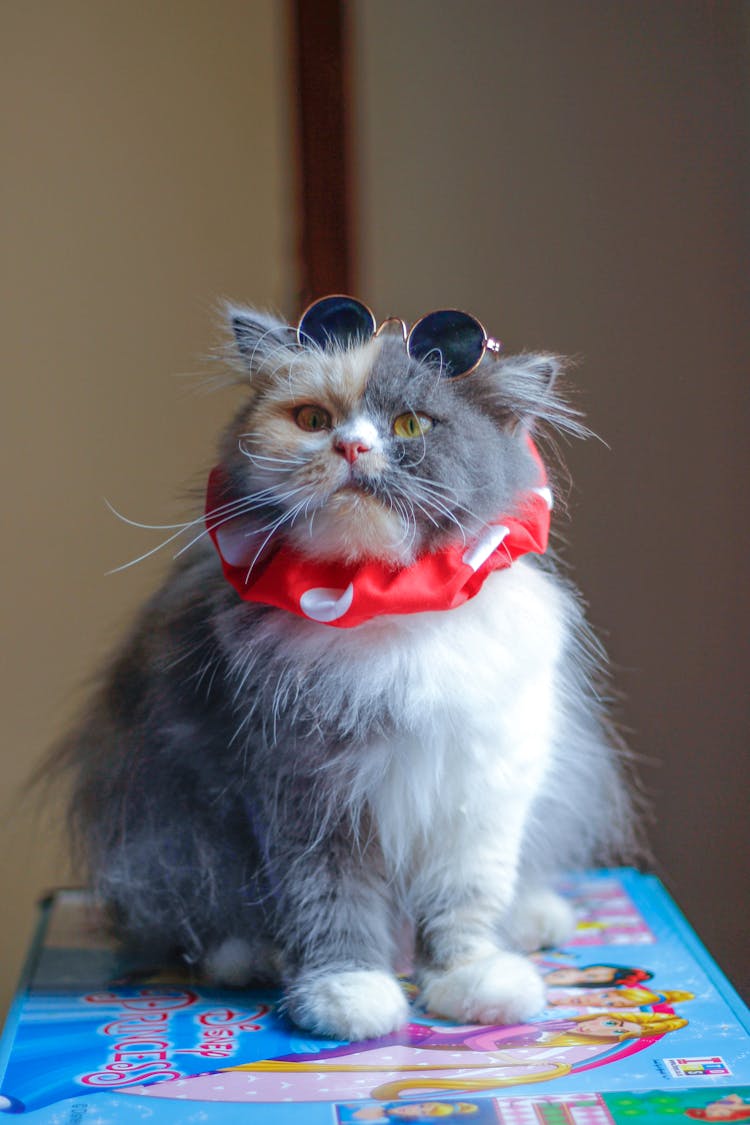 A Persian Cat With A Red Collar