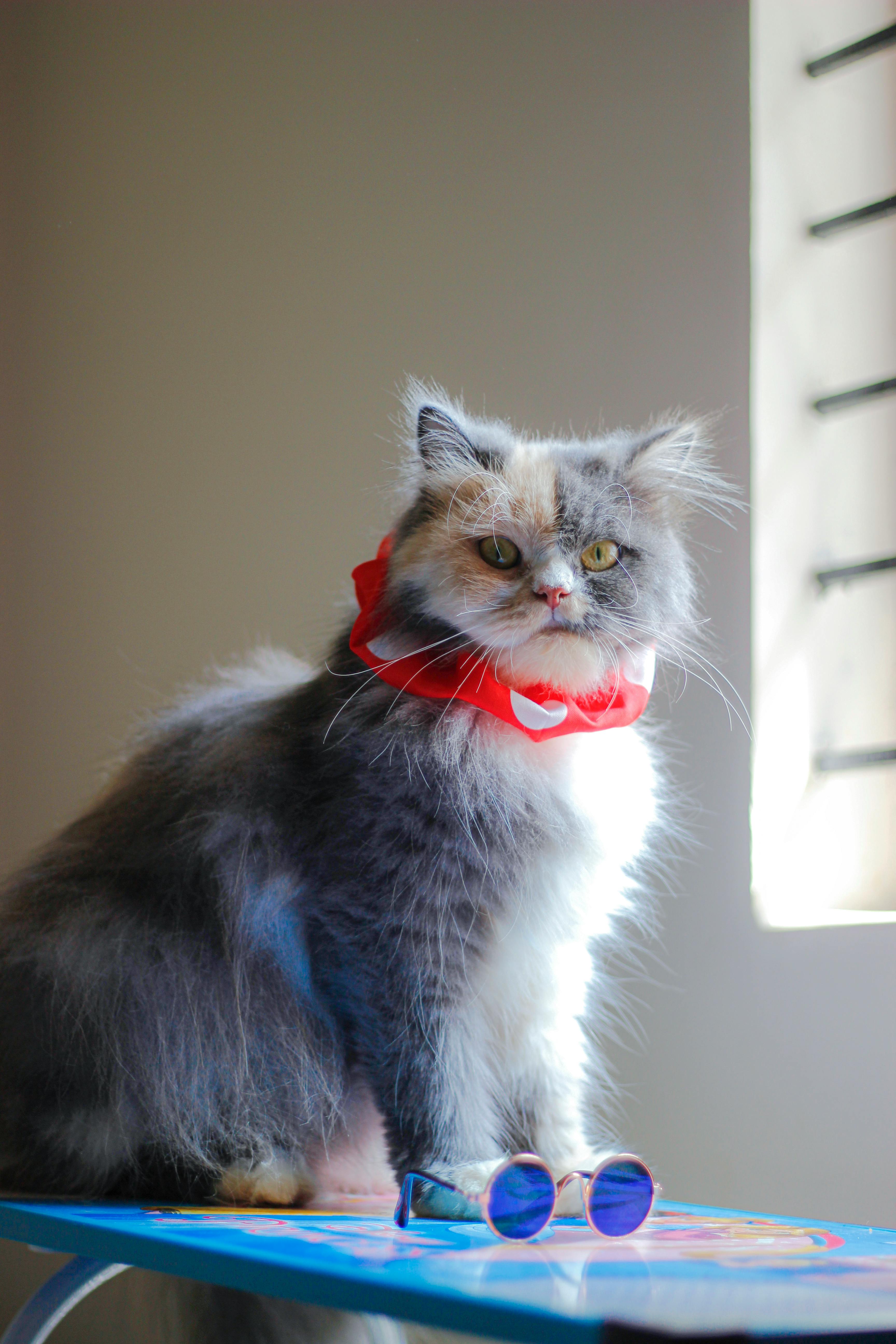 a persian cat near sunglasses