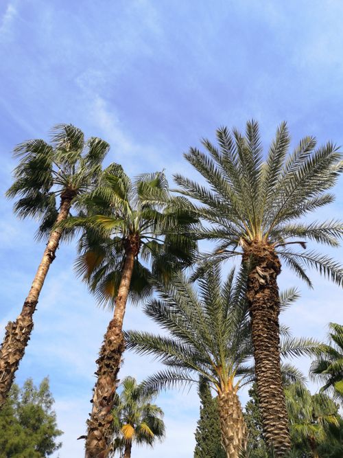 Free Low angle view of palm trees with a vibrant blue sky background. Stock Photo