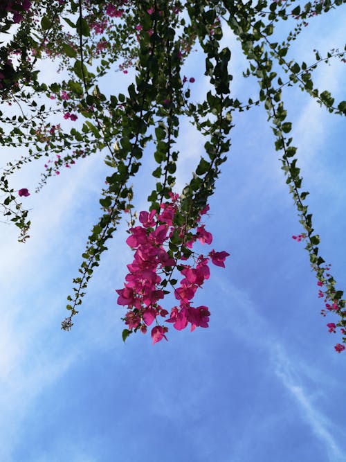 Kostenloses Stock Foto zu aufnahme von unten, blätter, blauer himmel