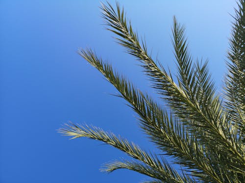 Gratis stockfoto met blauwe lucht, groene bladeren, Palmbladeren