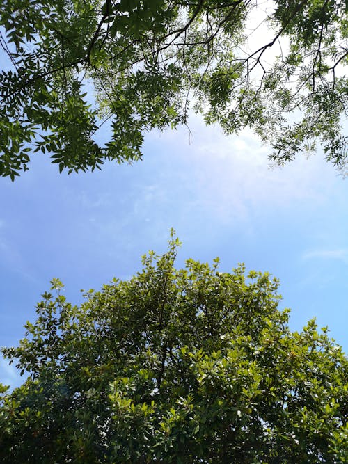 A Green Trees Under the Blue Sky