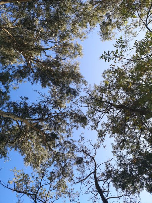 Free Looking up at a tranquil forest canopy with a vibrant blue sky overhead, capturing nature's beauty. Stock Photo