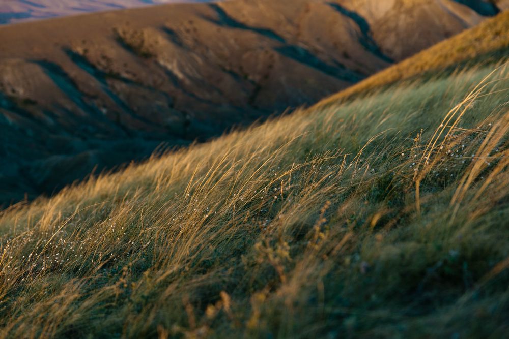 Wide rolling field of vibrant green grass