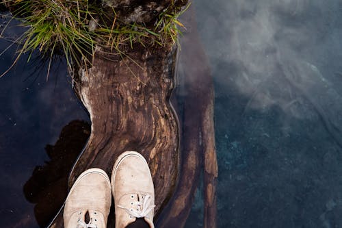 Free Standing on a Wood in the Lake Stock Photo