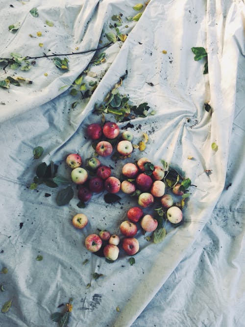Foto stok gratis apel, berbohong, buah